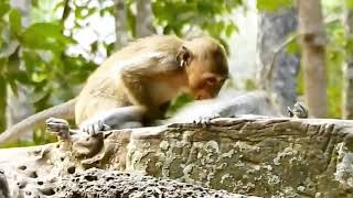 Lucu - Monyet Kawin Di Atas Tebing Batu