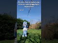 forsur (repost from an old account) #furry #furrydog #fursuit #fursuiter #fursuiting
