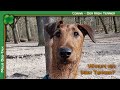 Warum ein Irish Terrier の動画、YouTube動画。