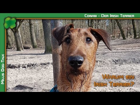Video: Irish Terrier Hunderasse Hypoallergen, Gesundheit Und Lebensdauer