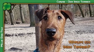 Warum ein Irish Terrier