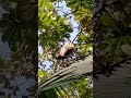 🦥Three-Fingered Sloths Sleeping!