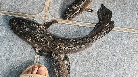 MỘT BUỔI CÂU LURE CÁ LÓC VÀ CÁI KẾT BẤT NGỜ.