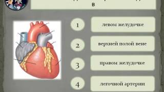 Проверим свои знания ГИА (биология).AVI Проверим свои знания ГИА (биология).AVI
