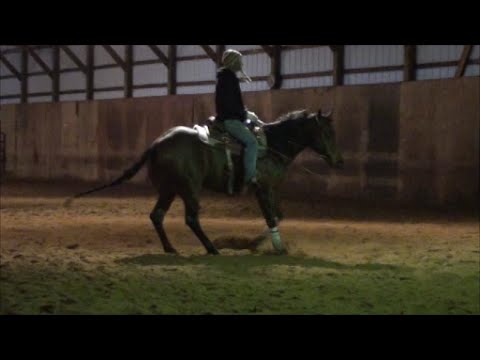 sold needas chic 2011 mare by chic please youtube