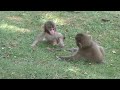 2頭のかわいい赤ちゃん猿🐒🐒Two cute baby monkeys