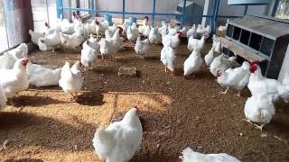 How To Start Broiler Parent Breeding Poultry Farm | Broiler Egg Production screenshot 4