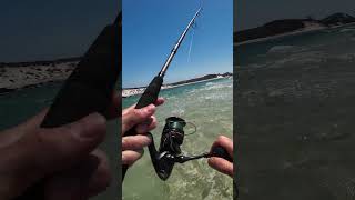 New species Unlocked! Fishing Moreton Island