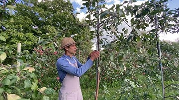 Apple Trees Without a Trellising System