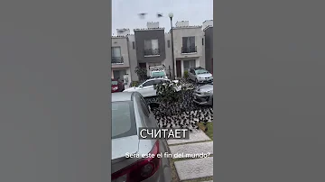 Тысячи птиц ПАДАЮТ с неба в Мексике