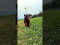 なんか匂う❗️#shorts #irishsetter #アイリッシュセター #テラ