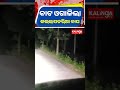 ନୂଆପଡ଼ା: ରାସ୍ତା ଉପରେ ବୁଲୁଛି କଲରାପତରିଆ ବାଘ  || Kalinga TV