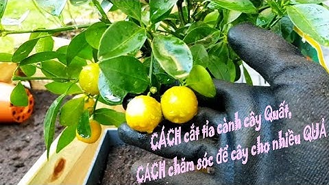 CÁCH cắt tỉa cành , CÁCH chăm sóc để cây Quất phát triển tốt