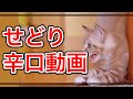 【閲覧注意】本せどりやらビジネスを辛口で語る