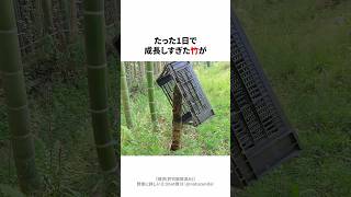 たった1日で成長しすぎた竹