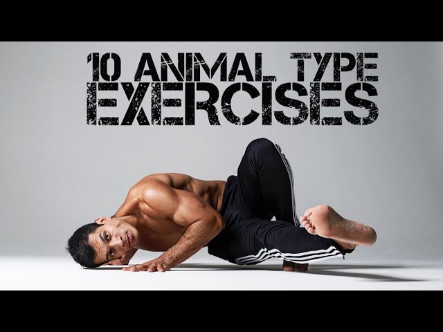 animal flow workout pdf