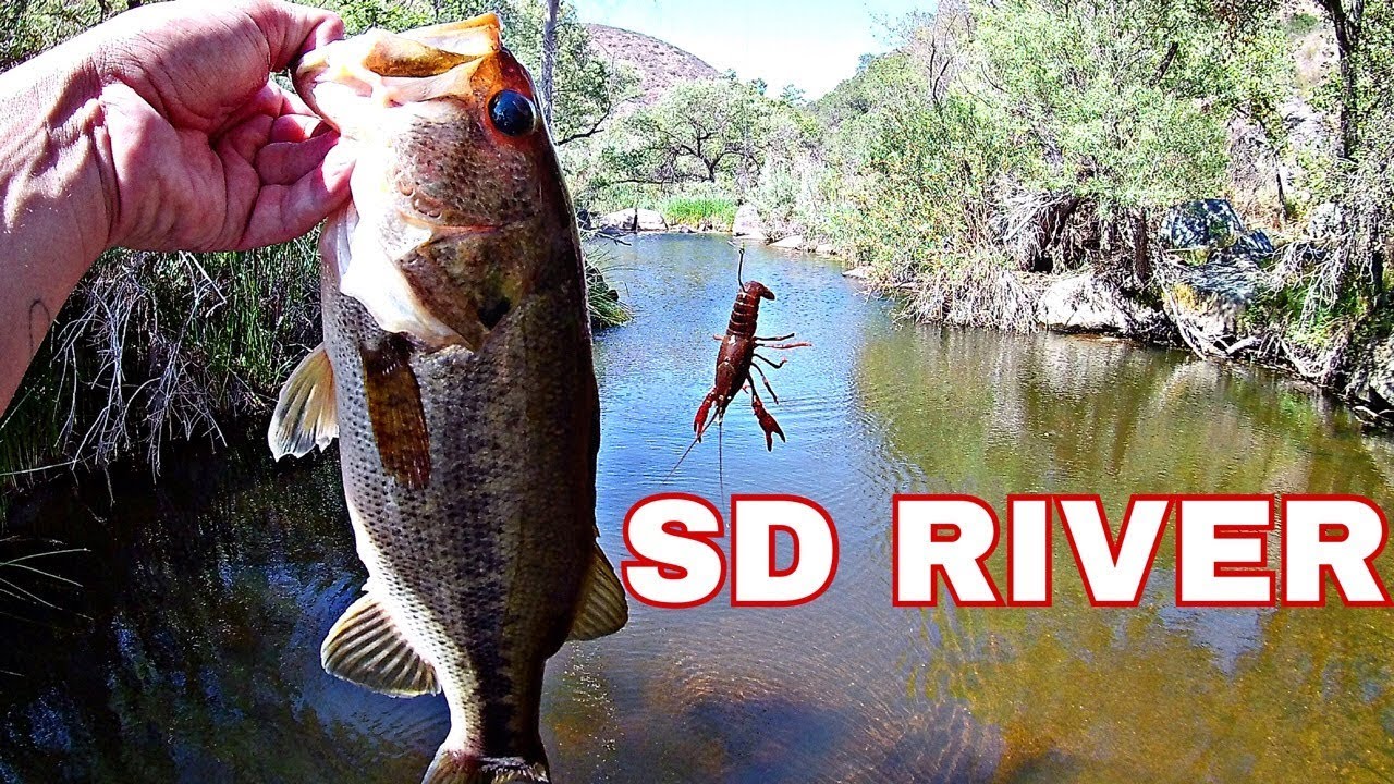 Catching bass and carp at the San Diego river (creek fishing) YouTube