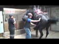 How to breed horses using artificial insemination