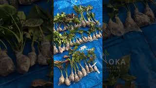 Ready for their new homes! | OKANOKA.COM | Selling Tropical Plants & Houseplants