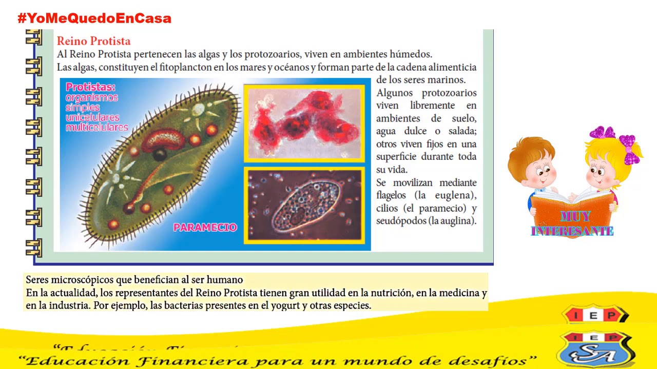 Reino Monera, Protista y Fungi 3er grado Miss Bellci
