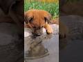 Cute puppy ❤️ #かわいい犬 #anjingcomel #สุนัขน่ารัก#cutedogph #chóđángyêu #anjinglucu #cachorrofofo