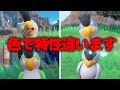 色で特性が変わる新ポケモン「イキリンコ」のまあまあ強い使い方教えます【ポケモンSV】