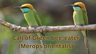 Get to know the call of the Asian Green Bee-Eater!