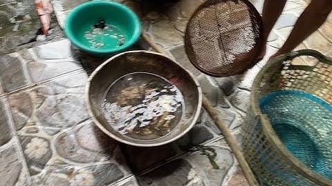 Cho rắn rivoi ăn cá vào buổi tối #cườnghaugiang