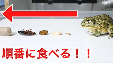 カエル動画 Mp3