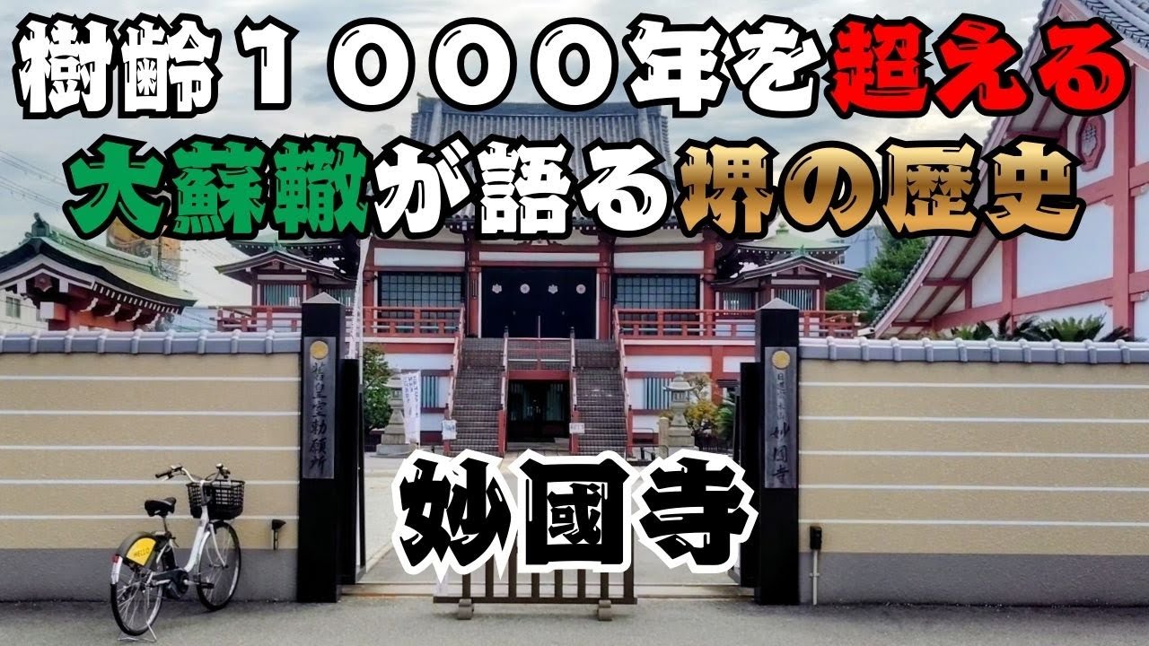 樹齢１０００年を超える大蘇鉄と不思議な伝説　堺市　妙國寺