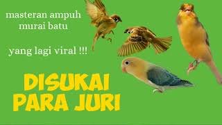 WOW !!!....kolaborasi suara burung kenari,lovebird dan gereja tarung..