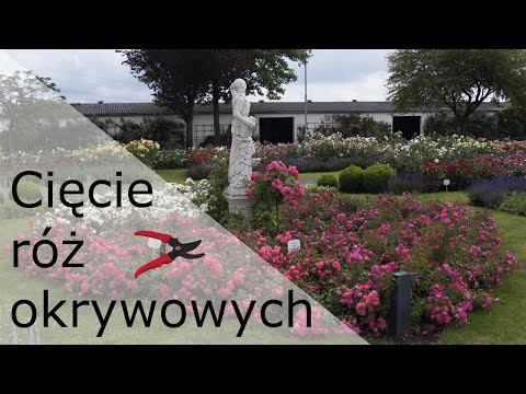 Wideo: Jak pielęgnować róże na wiosnę