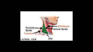 Triangles Of Neck Anatomy | Topography of Neck | Neck Muscles Anatomy | Part 3