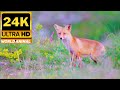 2023 best animals24k world animalworldtv  natural view