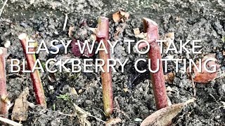 How To Take Blackberry Cuttings, How To Propagate Blackberries, Plant Propagation screenshot 5