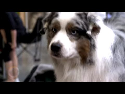 Vidéo: Dans les coulisses du National Dog Show