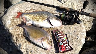 Catch, Cook and Eat | Barred & Red tail Surfperch fish