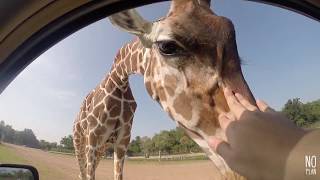 Safari park @kanchanaburi thailand ...