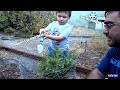 Thuja Green Giant Tree 3 things trees need to grow big Sunlight water & food... Let's feed them!