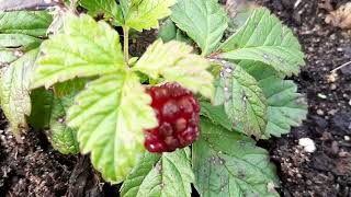 :  Rubus arcticus- ,  , . .