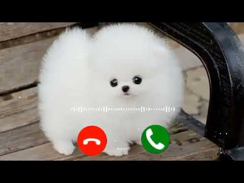 Abe year new sms ringtone funny ringtone alarm ringtone call ringtone notification ringtone