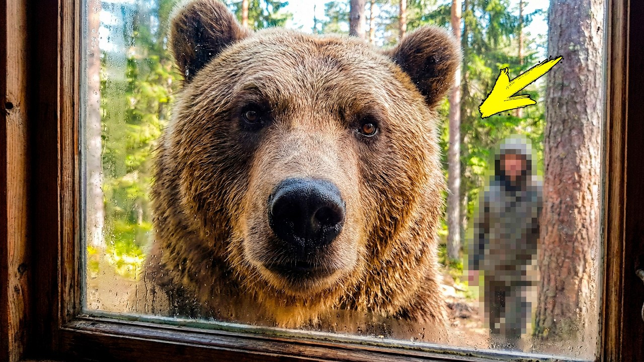 Медведь 3 часа не выпускал людей из дома! Увидев, КТО стоял вдалеке, они замерли от ужаса!