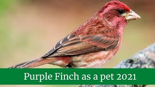 Purple Finch as a pet 2021 || Purple finch babies || Purple finch bird nest