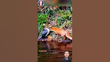 cảnh sói cáo phục kích săn bắt chim và cái kết #thegioidongvat #shortvideo #short #Anhuttv
