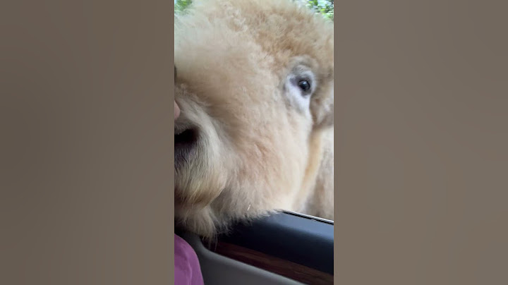 Il bisonte bianco vuole un bacio || ViralHog