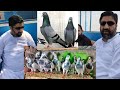 Information Legendary Ustad Mian Ahsan Rasheed Puri Pigeon