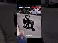 #cat#shortvideo