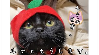 愛猫ルナの日常🐈‍⬛衝撃映像有り！