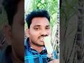 Sugarcane Plantation In Addanki || Sugarcane Cutting Process || Short Videos || Ajay Praveen Kumar