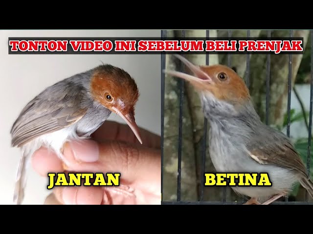 Begini Cara Mudah Membedakan Prenjak Jantan dan Betina ‼️Akurat 1000% class=